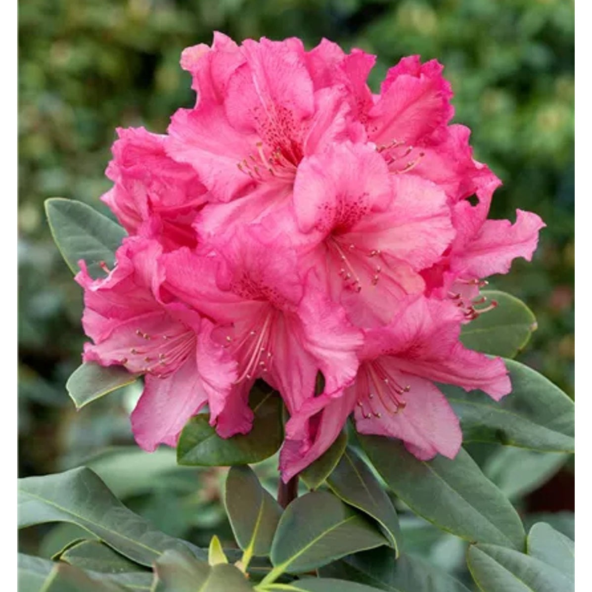 Rhododendron – Rhododendron Caruso - C5 30-40 CM